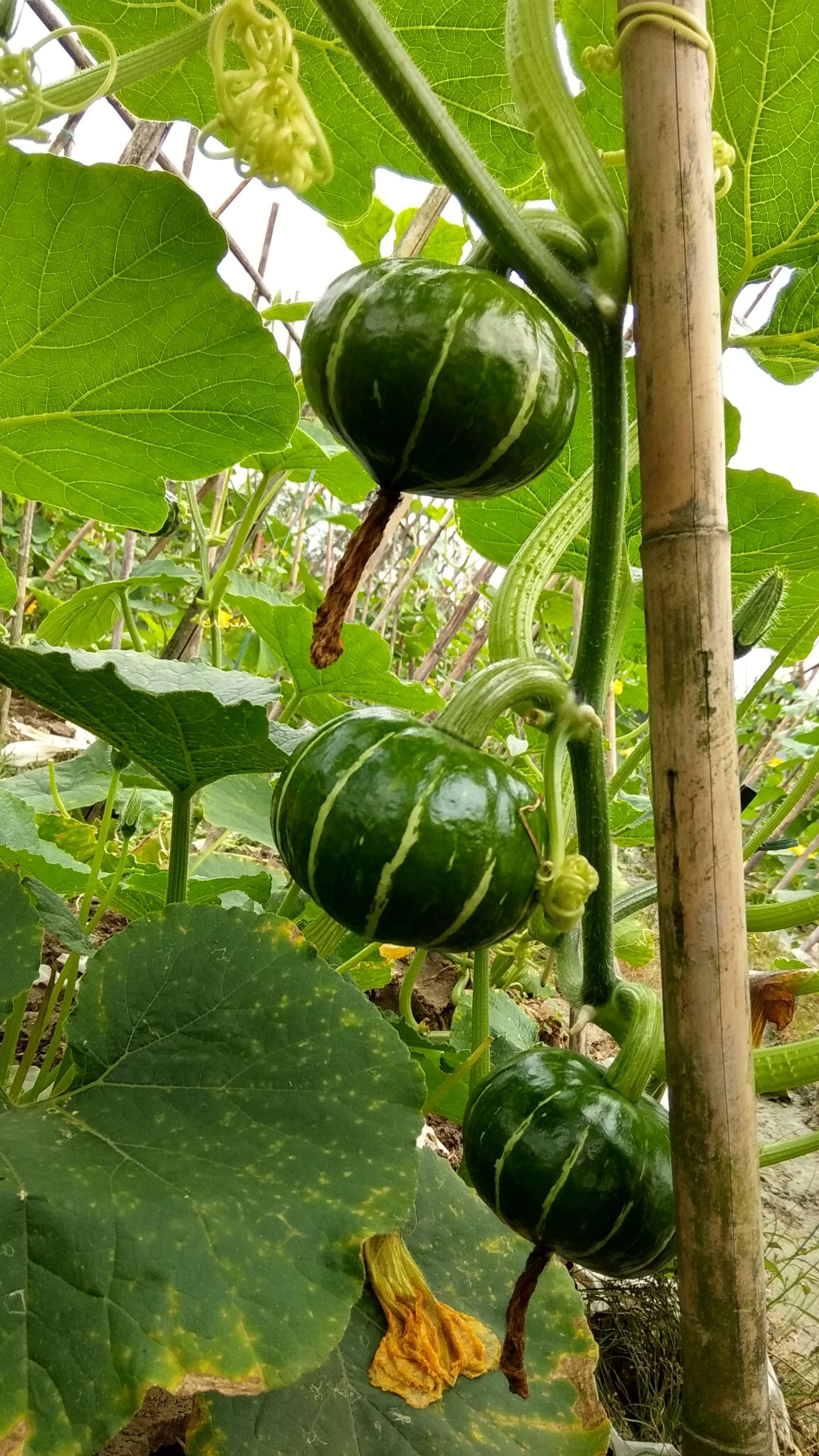 富硒绿色蔬菜