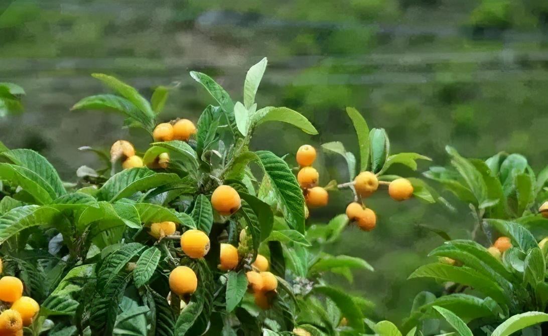 毕节富硒水果