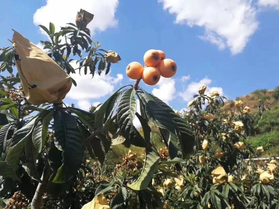 毕节富硒水果