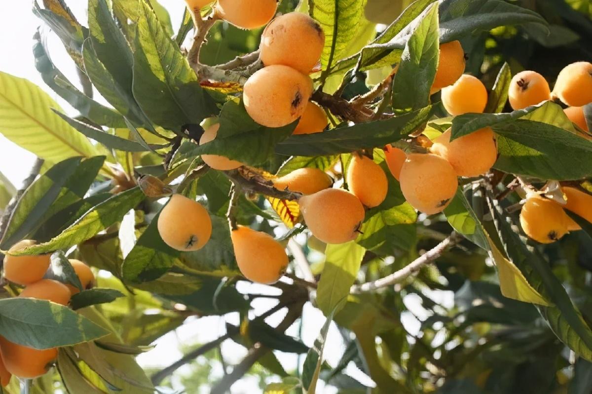毕节富硒水果