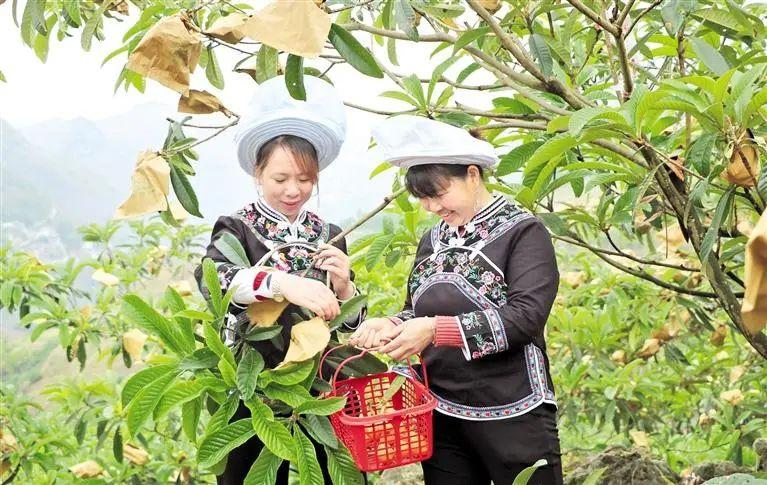 毕节富硒水果