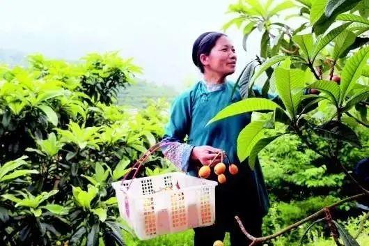 毕节富硒水果