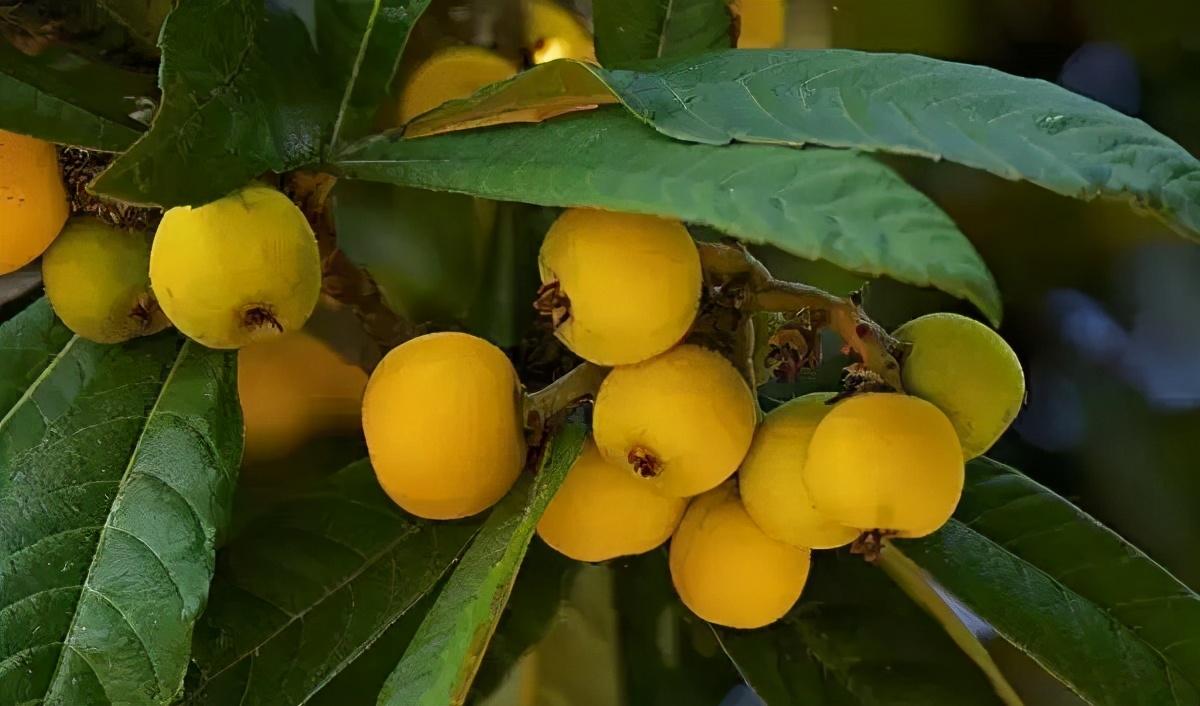 毕节富硒水果