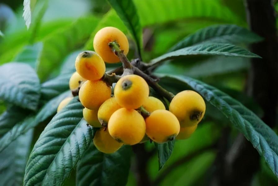 毕节富硒水果