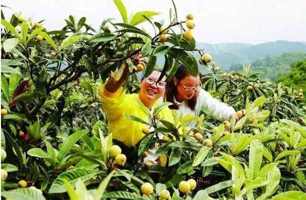 毕节富硒水果