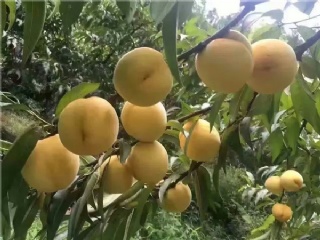 2020年黄桃苗品种种植收益怎么样，前景如何？