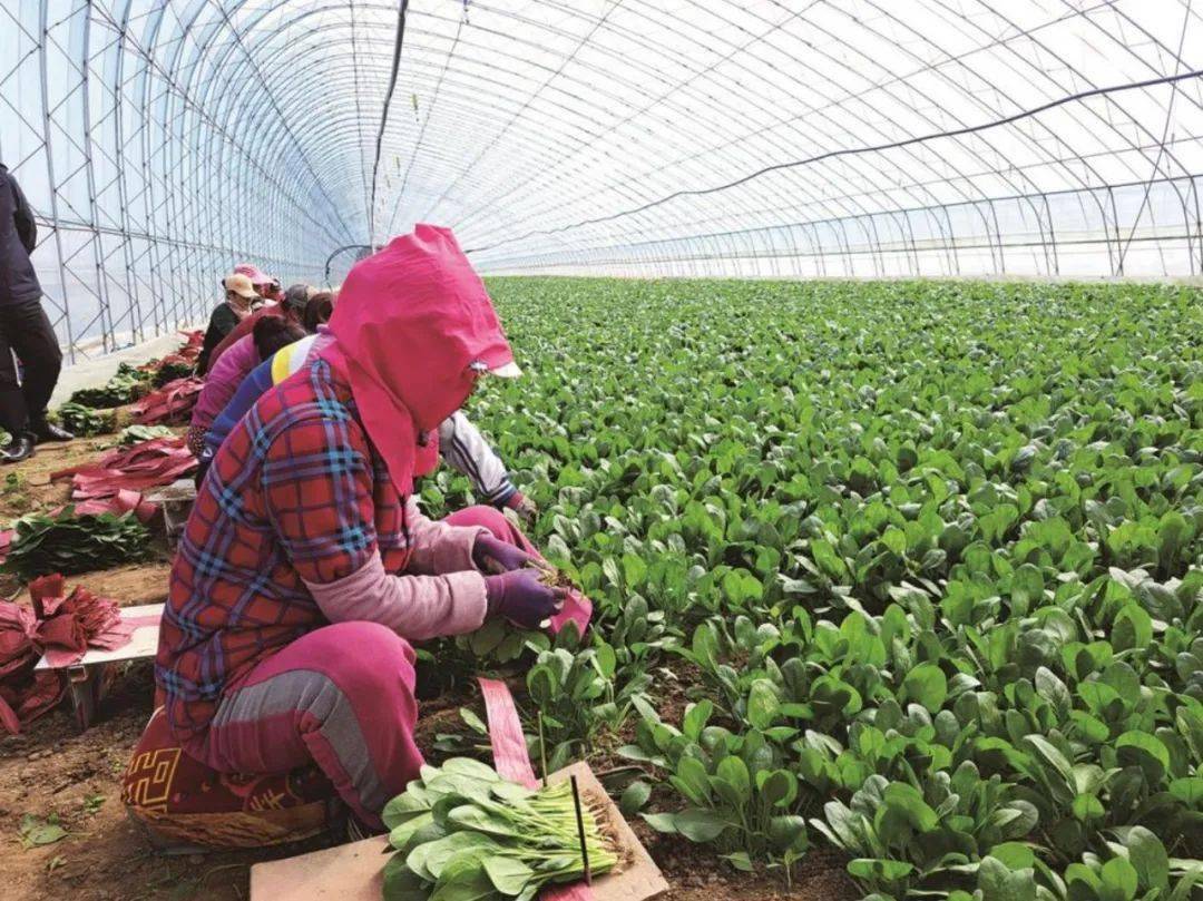 吉林富硒水果(吉林富硒大米)-硒宝网