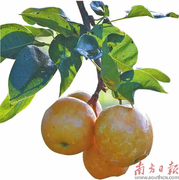 连州富硒水果