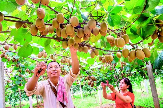 延安富硒水果