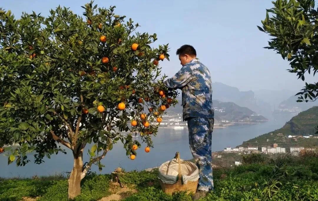 富硒水果番茄