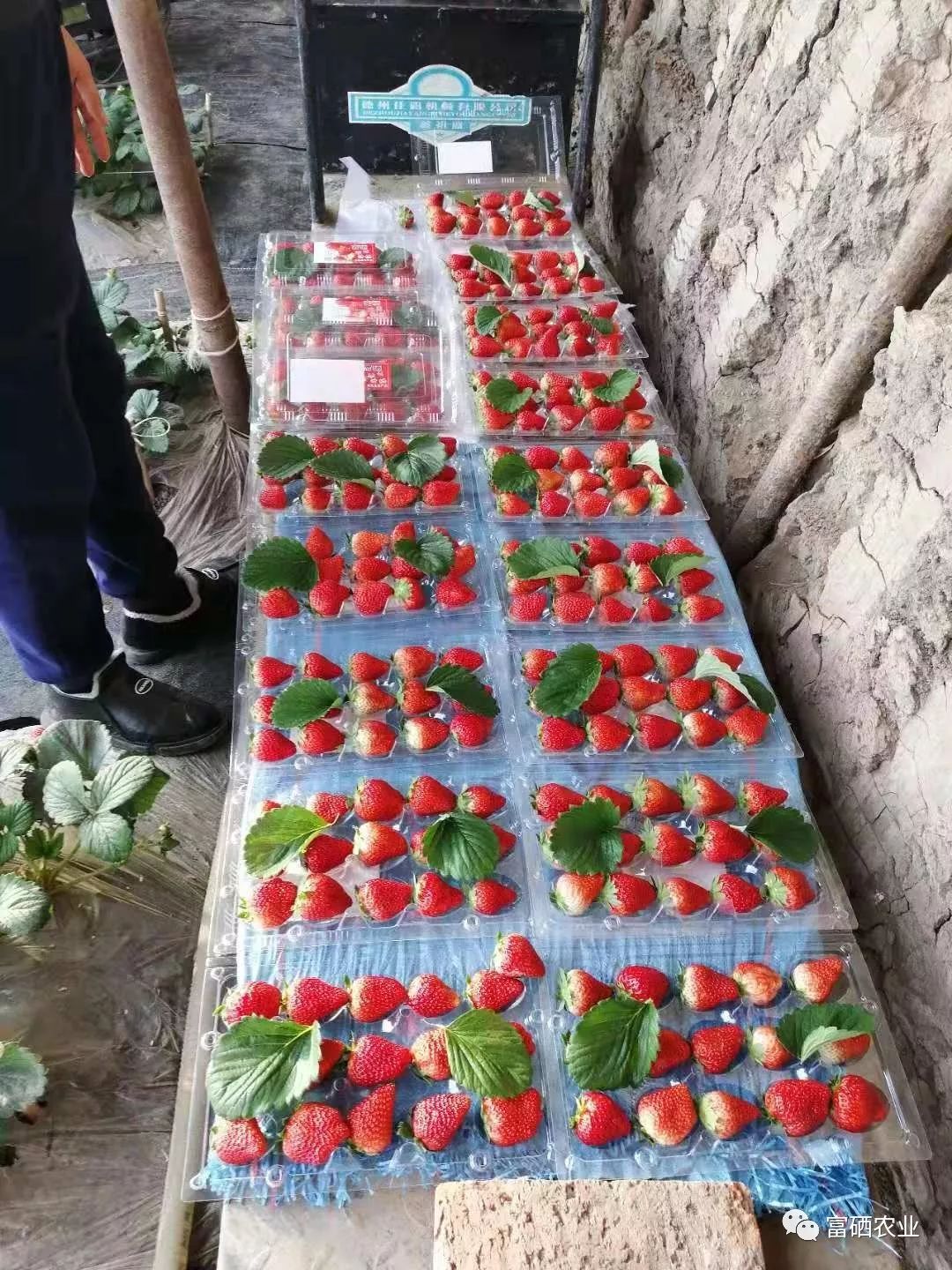 富硒皇后水果