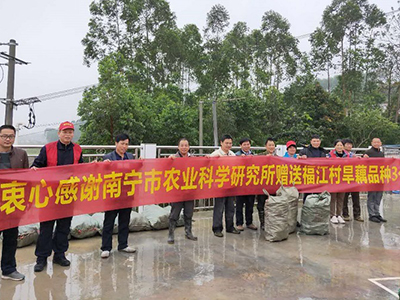 云薯105土豆市场批发价格