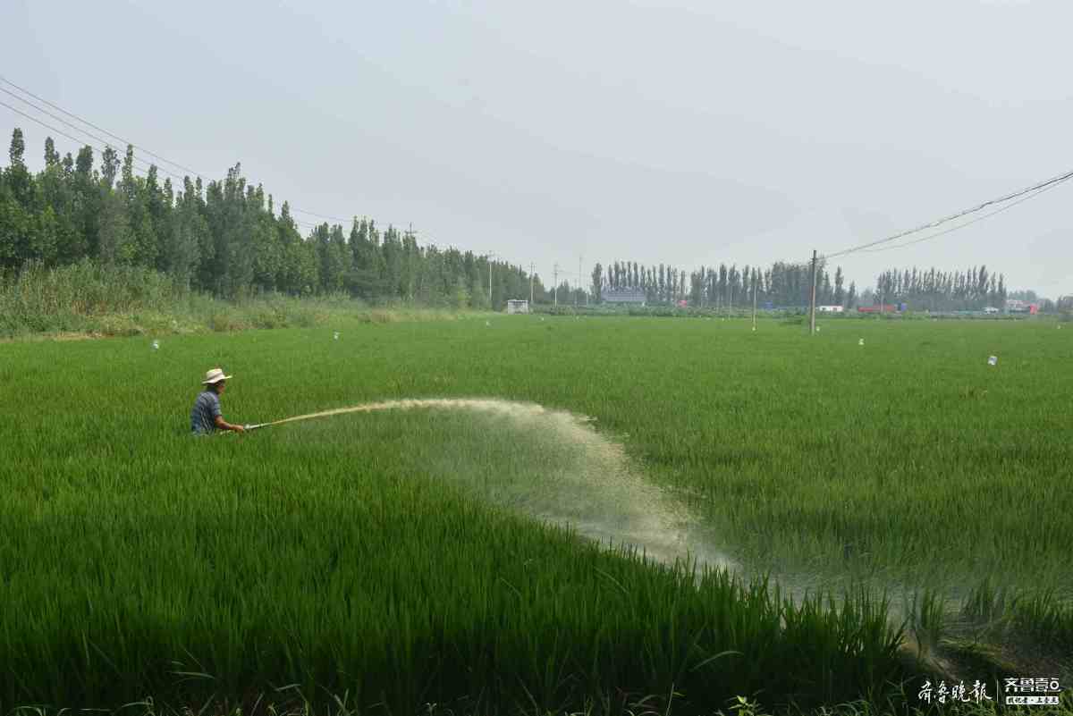 济宁富硒水果