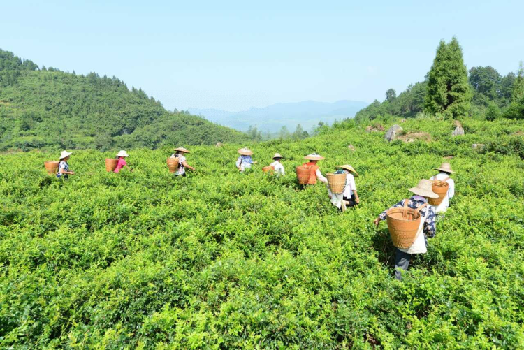 湘潭富硒水果