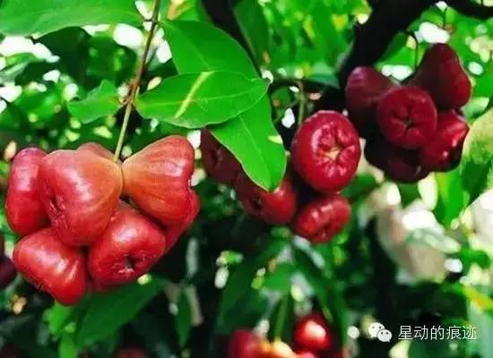 文昌富硒水果