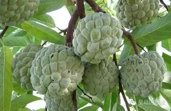 文昌富硒水果