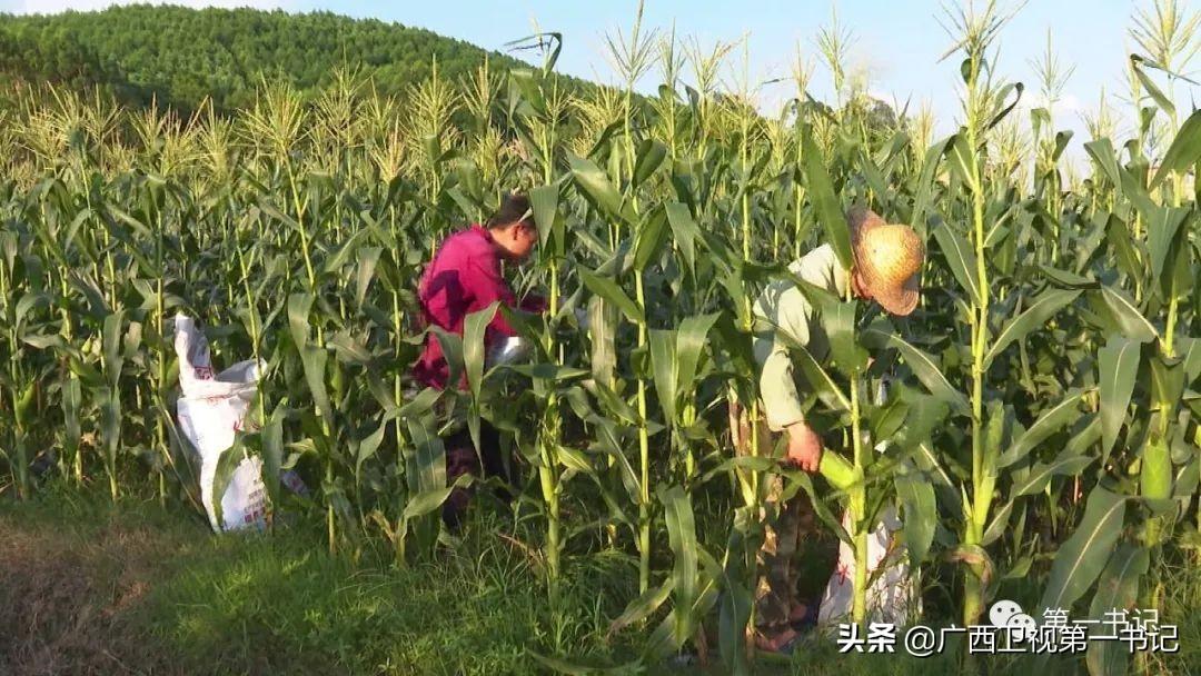 富硒水果玉米