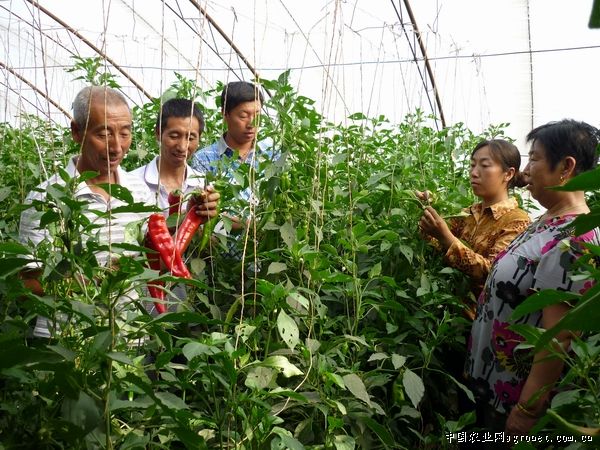 红薯育苗方法