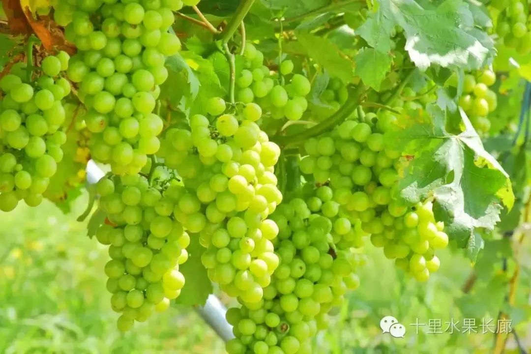 富硒水果要求