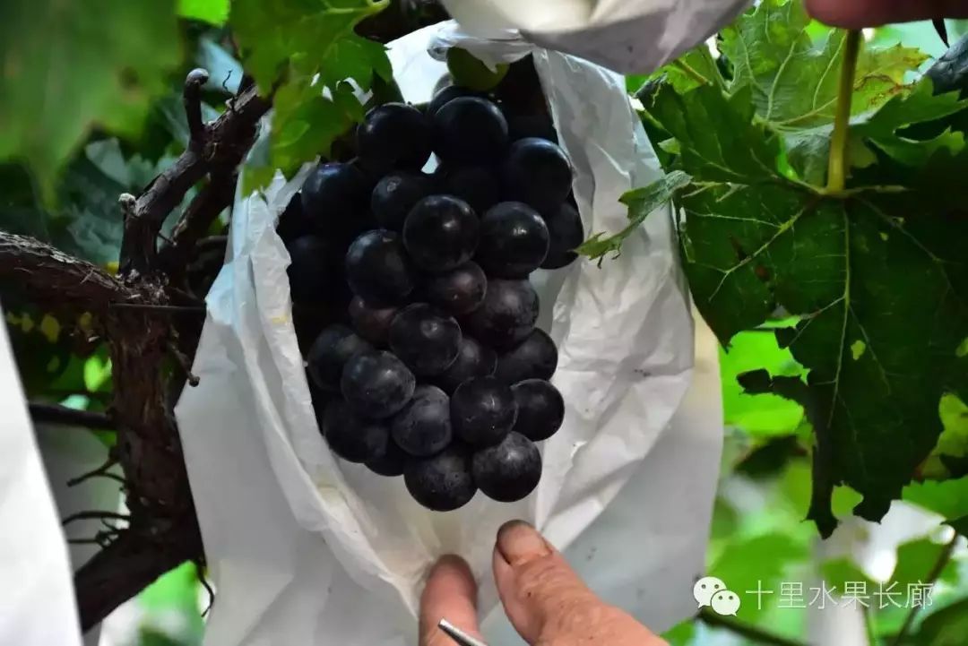 富硒水果要求