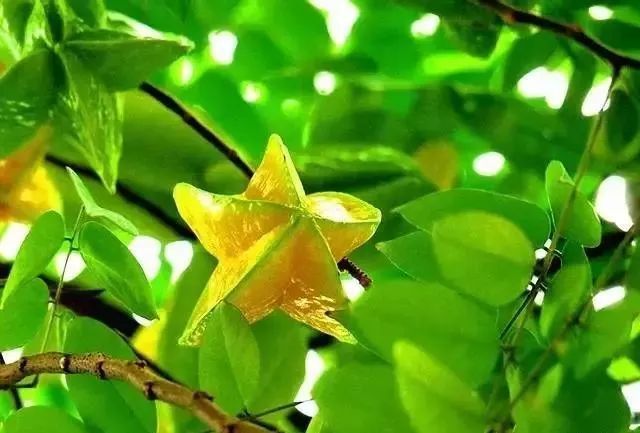 富硒水果要求