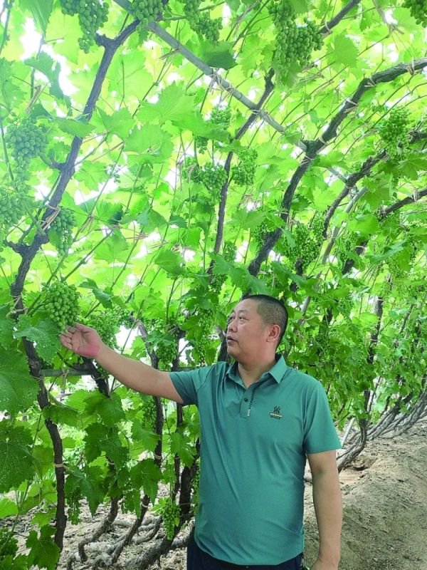 昌黎县湾里村党支部书记马洪文察看富硒葡萄长势。