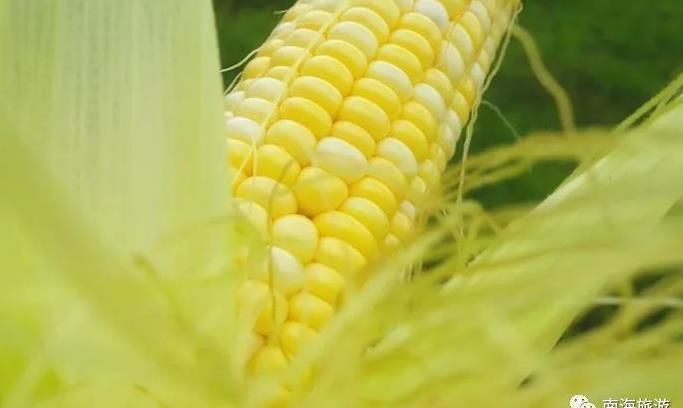 盛夏佛山摘果攻略！西瓜、葡萄、荔枝、龙眼...光看就流口水了！