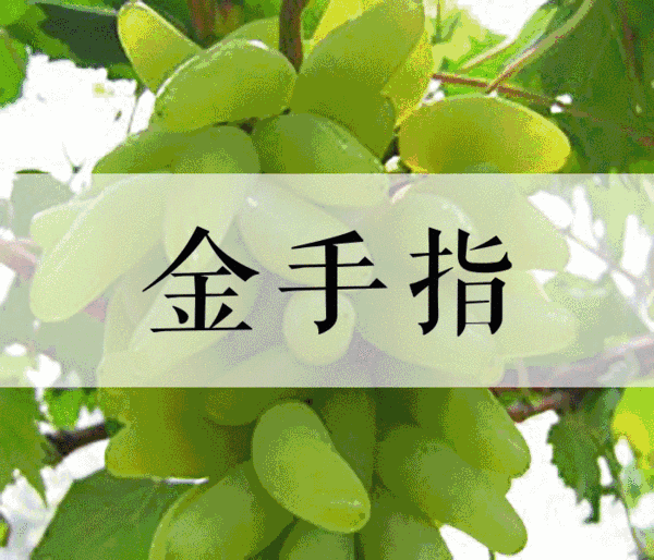 菏泽富硒水果