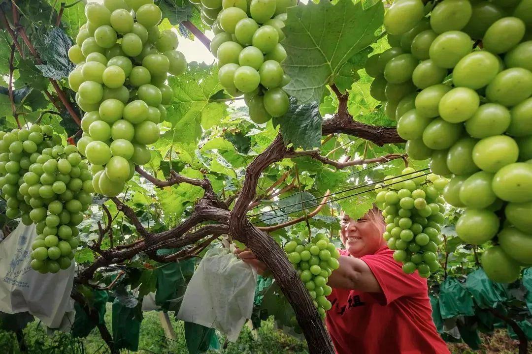 菏泽富硒水果