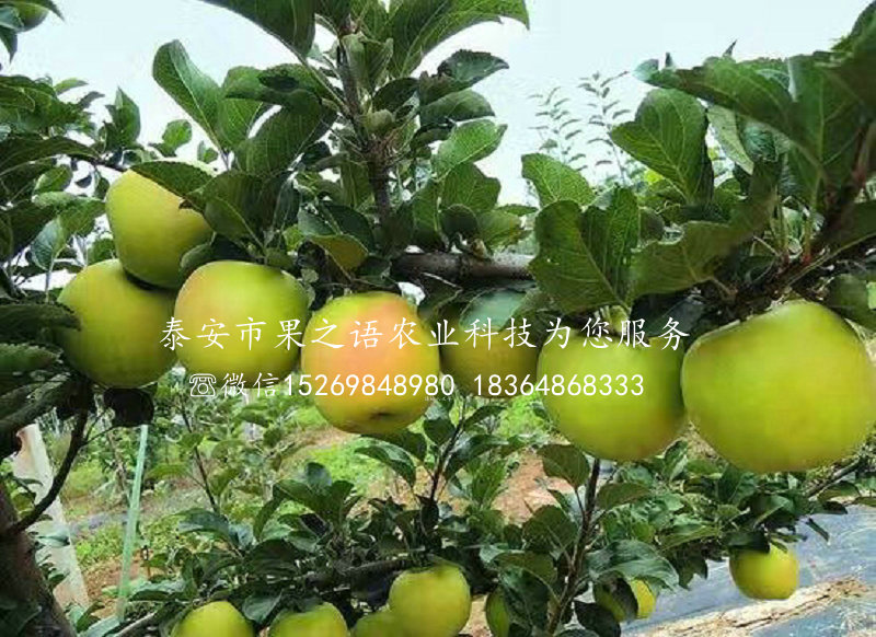 富硒苹果树苗批发_、焦作富硒苹果树苗