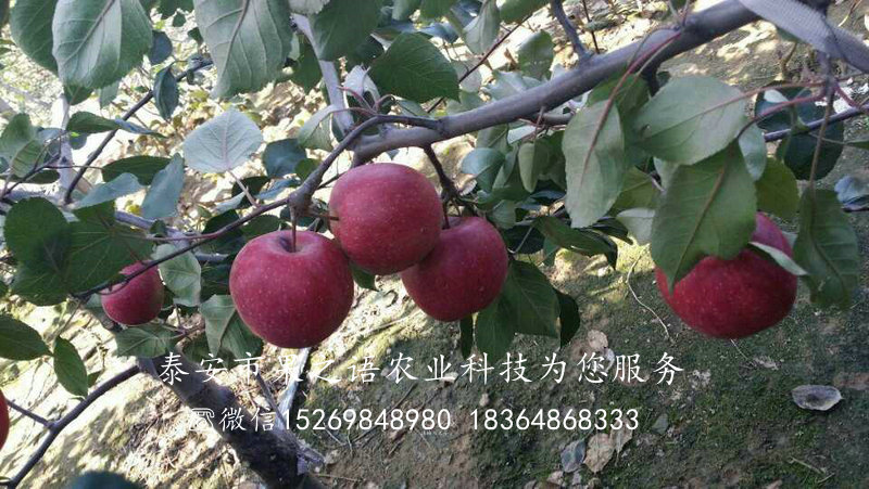 富硒苹果树苗批发_、焦作富硒苹果树苗