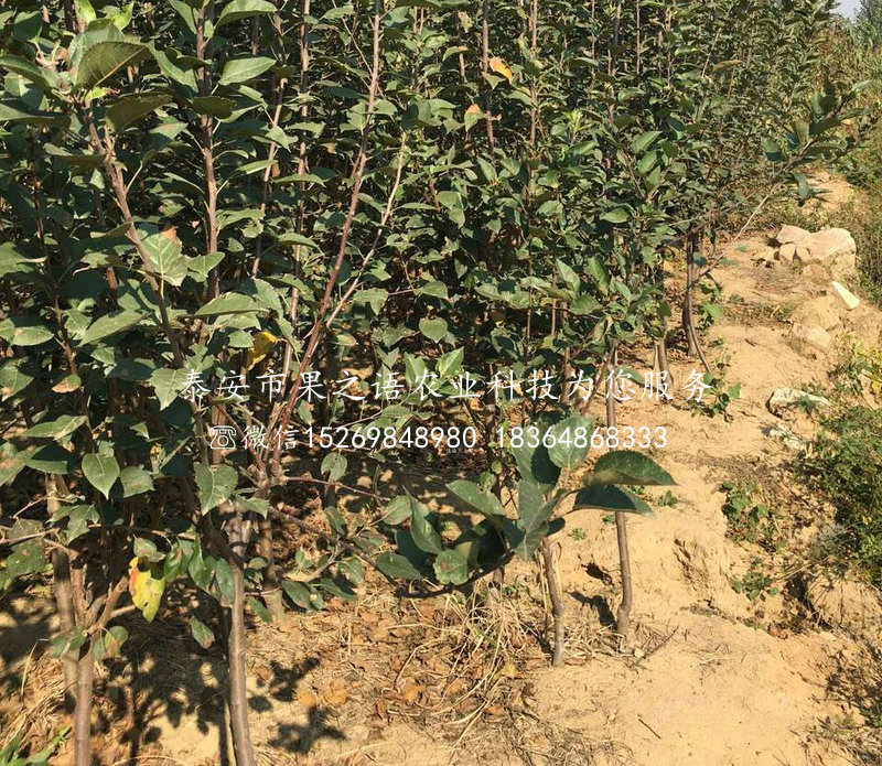 富硒苹果树苗批发_、焦作富硒苹果树苗