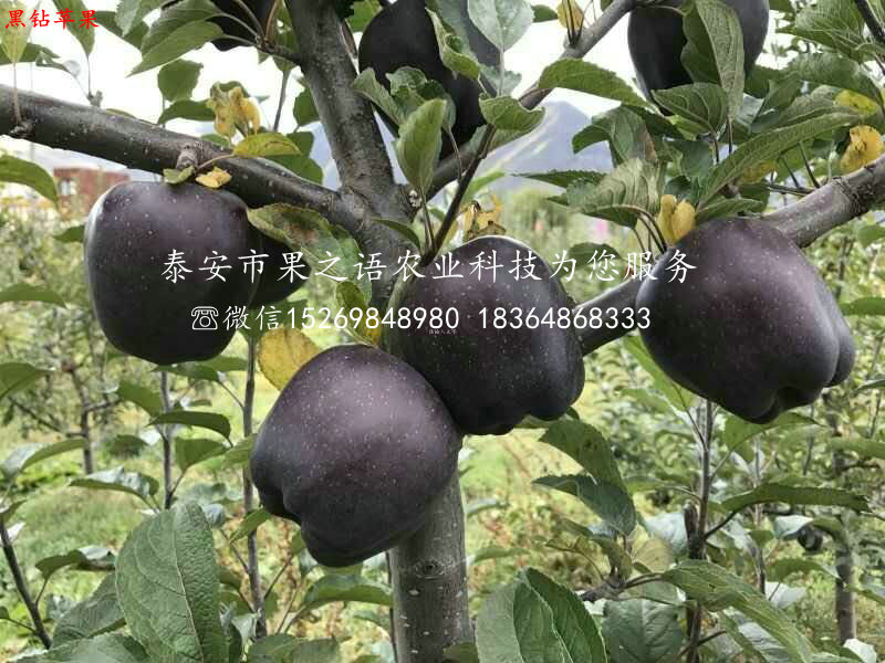 富硒苹果树苗、阿里富硒苹果树苗