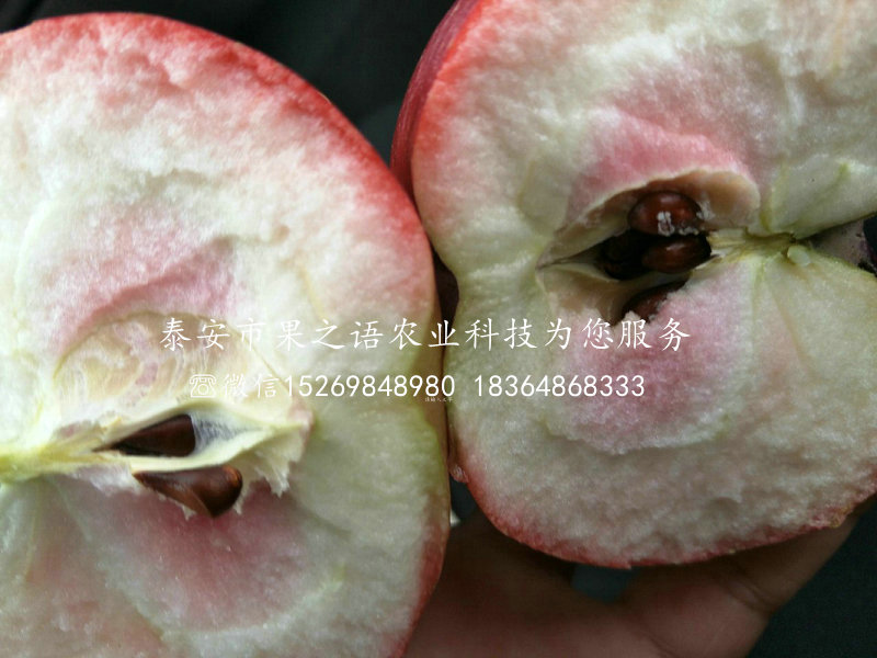 富硒苹果树苗、阿里富硒苹果树苗