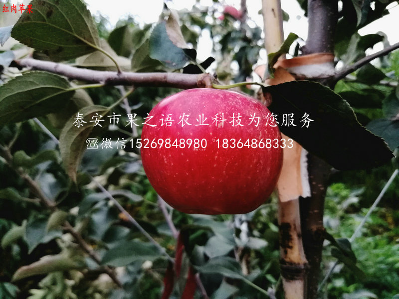 富硒苹果树苗、阿里富硒苹果树苗