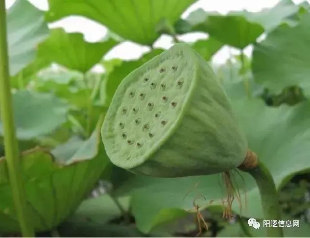 硒味道农产品