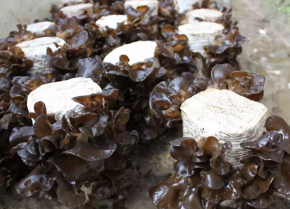 佳硒雅的产品