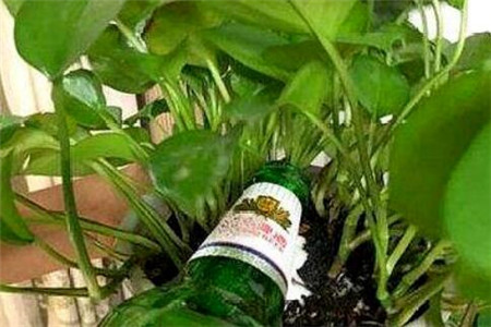 锌硒宝片浇花(锌硒宝片治什么病)-硒宝网