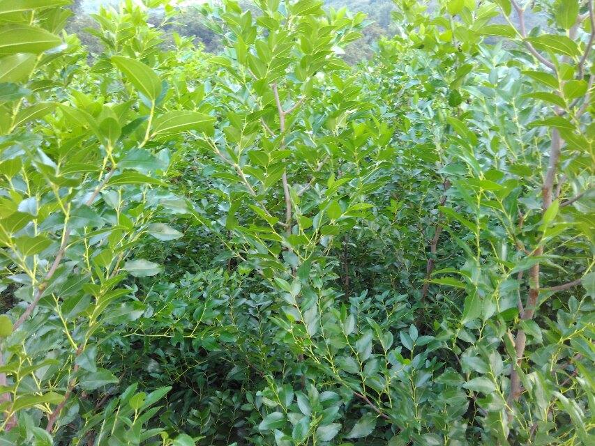 锌硒宝压片糖