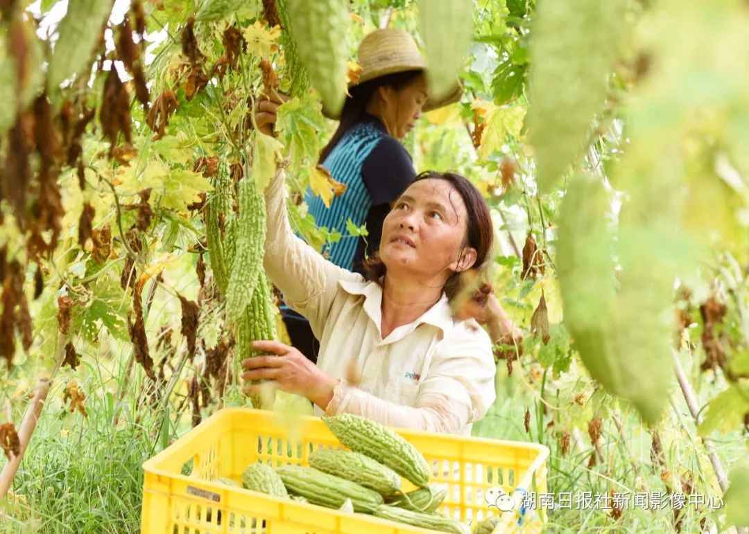 富硒蔬菜的好处(什么蔬菜富硒含量最高)-硒宝网