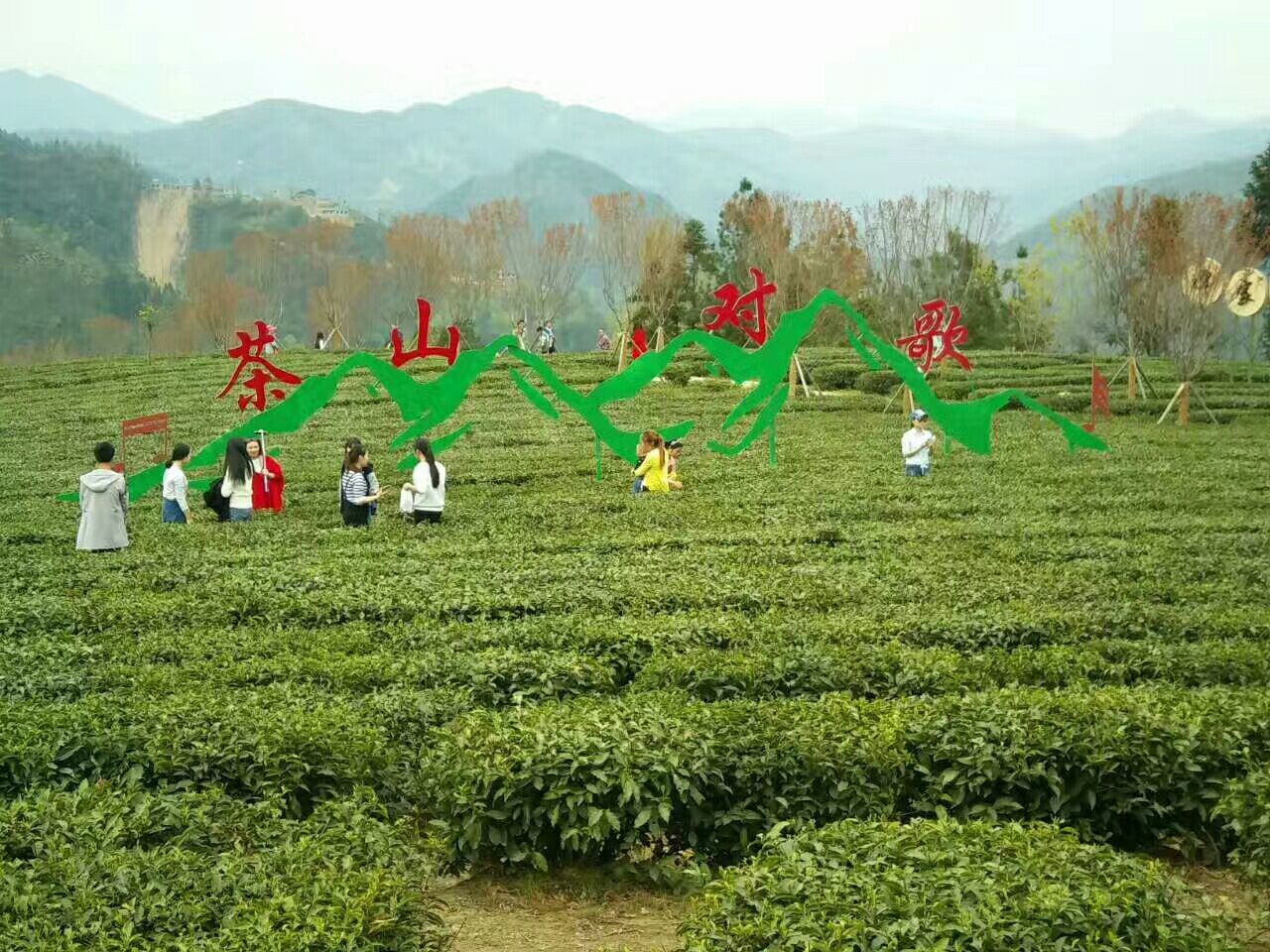 紫阳富硒茶销售