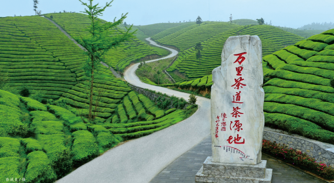 云雾恩施富硒茶