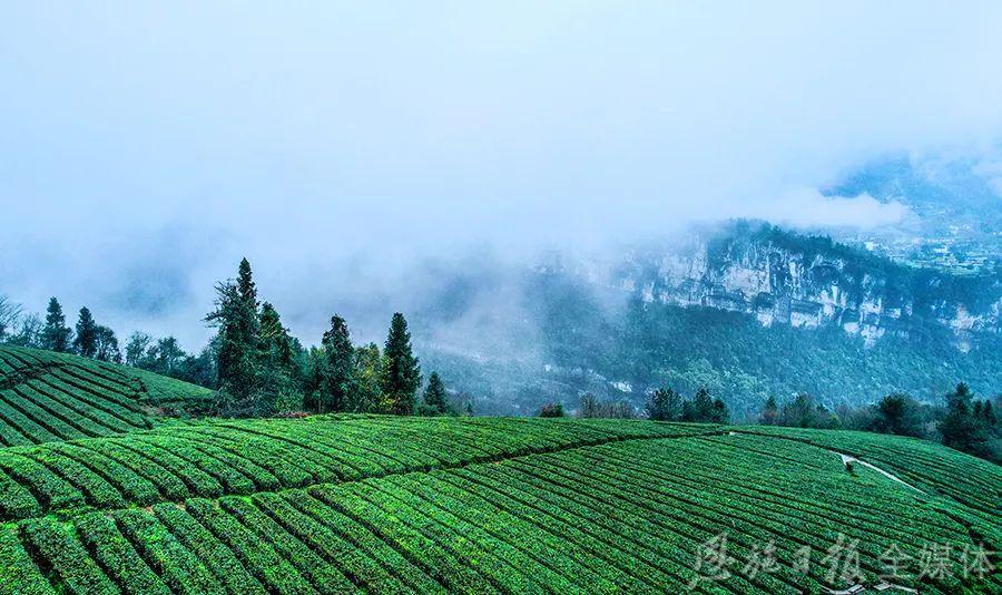 云雾恩施富硒茶