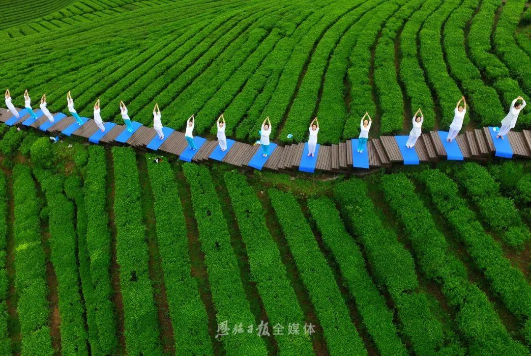 云雾恩施富硒茶