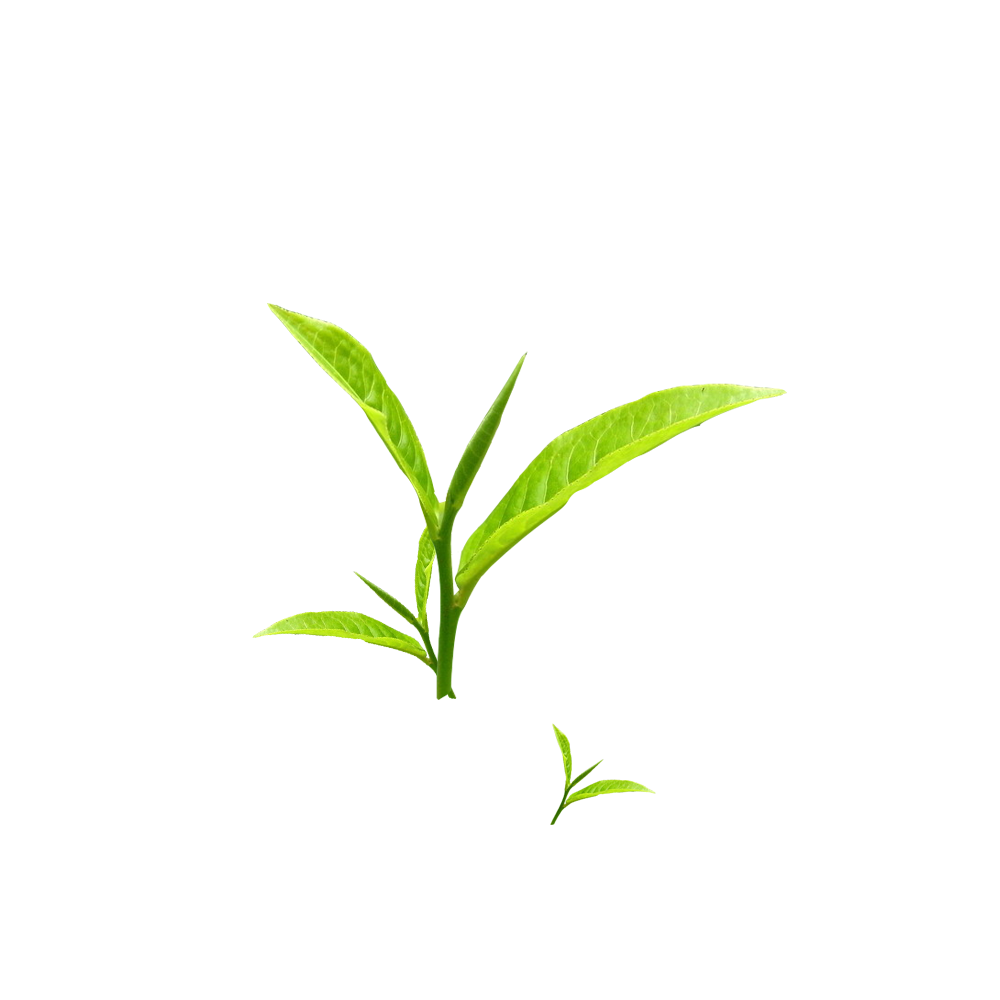 云雾恩施富硒茶