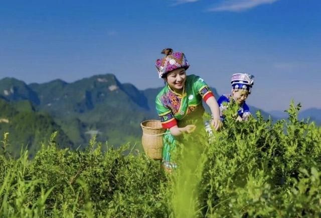 喝藤茶有哪些好处？在哪能买到正宗来凤藤茶？