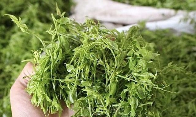 喝藤茶有哪些好处？在哪能买到正宗来凤藤茶？