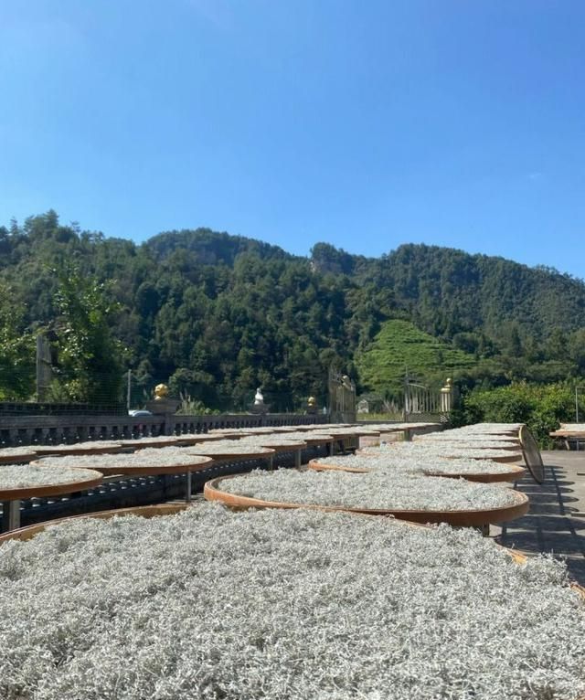 喝藤茶有哪些好处？在哪能买到正宗来凤藤茶？