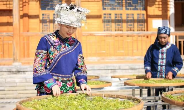 喝藤茶有哪些好处？在哪能买到正宗来凤藤茶？