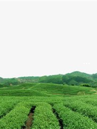 雷山清明茶的产品定位
